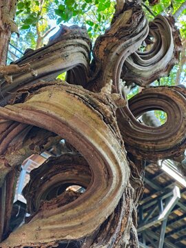 Beautifully twisted vines 
