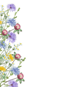 Wildflowers vertical border with cornflower chicory chamomile and clover watercolor illustration on white background for women celebration, mothers day, postcards, packaging, labels, stationery