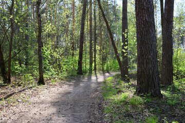 Obraz premium Sunlit Forest Path with Dappled Light no people