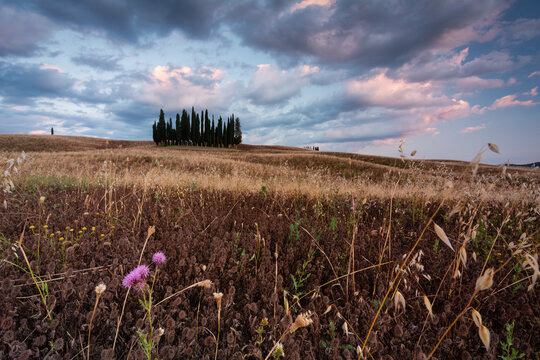 View of a Tuscan landscape with rolling hills, cypress trees under a dramatic sky, a mix of dried grass and wildflowers in Val d'Orcia, Siena, Italy.