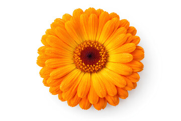 Top view of a vibrant orange calendula flower isolated on white background. Fresh petals with water droplets, strong contrast, clean studio lighting, ideal for natural, botanical, and stock design use