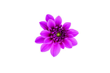 Fototapeta premium purple aster isolated on white background