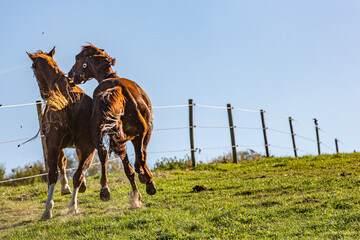 zwei Pferde stürmen im Galopp auf der Weide am Zaun entlang davon, wobei ein Pferd das andere bedrängt und beißt um es zu überholen © mavcon