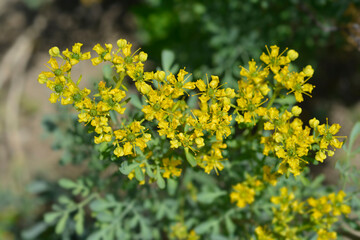 Fototapeta premium Common rue - Latin name - Ruta graveolens