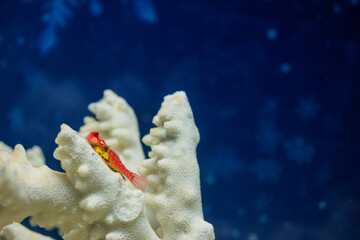 Ruby Red Dragonet in Coral Reef Aquarium