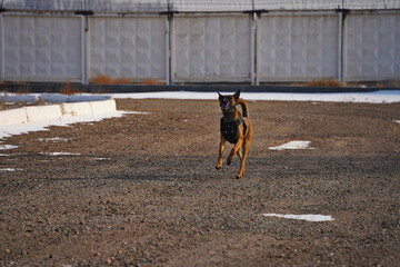 Naklejka premium A service dog of the armed forces plays with a ball.