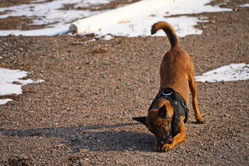 Naklejka premium A service dog of the armed forces plays with a ball.