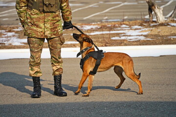 Naklejka premium Almaty, Kazakhstan - 01.20.2026 : A soldier trains a service dog in commands.
