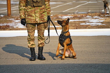 Naklejka premium Almaty, Kazakhstan - 01.20.2026 : A soldier trains a service dog in commands.