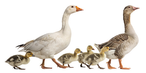 Obraz premium Realistic ducks standing together, duck family with adult ducks, natural pose, farm poultry concept, full body, isolated on transparent background, PNG, studio lighting, ultra realistic, high detail 