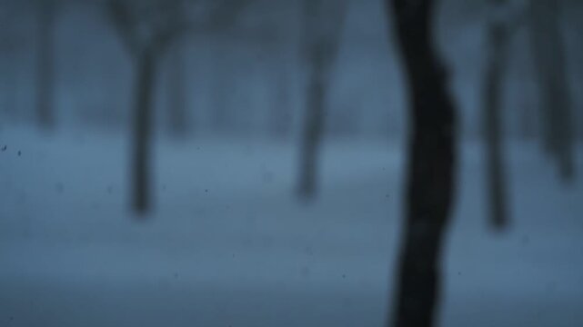 冬木立と降る雪