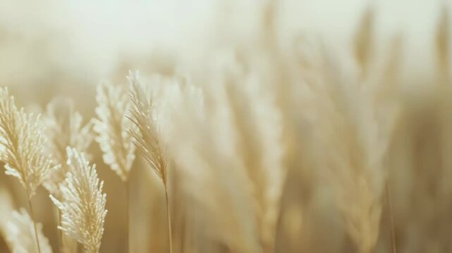 Delicate pampas grass plumes swaying gently, bathed in the soft, warm glow of golden hour sunlight, creating a serene and tranquil natural scene with a dreamy bokeh effect