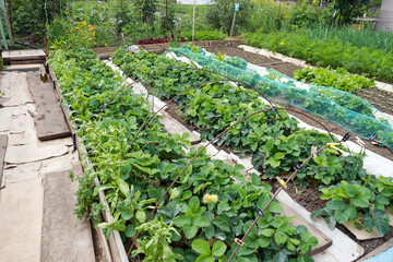 Organized garden beds with strawberry and green vegetables in summer