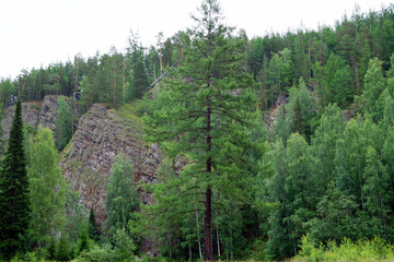 Lone pine tree on summer meadow near dense forest and cloudy sky