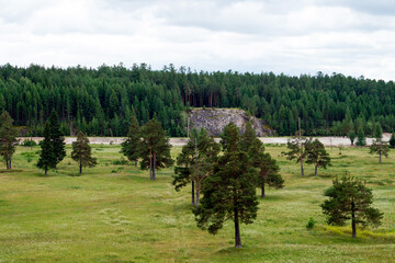 Green meadow with scattered pine trees near cliff and forest wall