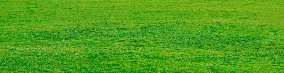 Obraz premium vibrant green grass in a sunny park without trees in the background Landscape of grass field and green environment public park use as natural background backdrop