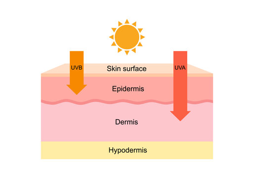 The difference of radiation 2 types in sunlight which is harmful to the skin.Illustration about UVA penetrate deep than UVB.