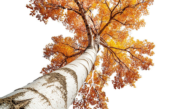 Tall birch tree with vibrant autumn leaves against transparent background