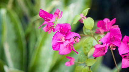 Beautiful pink Bougainvillea flowers blooming in the garden with soft bokeh green leaves background.