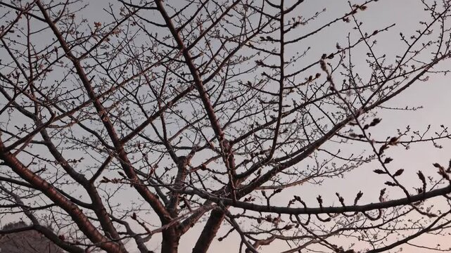 Frost-covered tree branches in a winter park at dawn. A slow tilt up reveals frozen buds against the morning sky. Seasonal nature footage