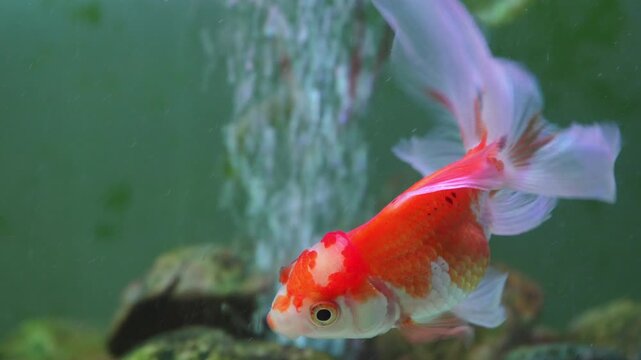 4K close-up red-capped oranda goldfish swimming gracefully in freshwater aquarium vibrant colors and delicate fins, beauty and elegance of ornamental fish in calm aquatic.