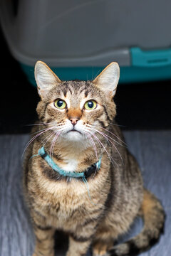 Vigilant brown tabby poised at carrier entrance with focused gaze ready for journey