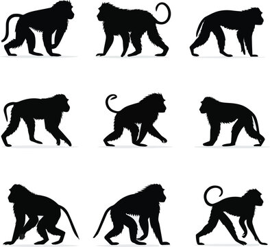 Created on Baboon monkey silhouette illustration set, wild animal walking and standing poses collection on black and white backgroud