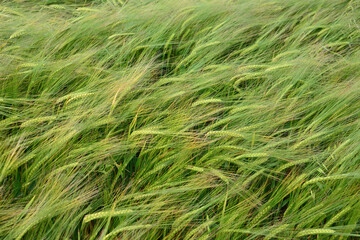 Wind Blowing Through a Field of Green Wheat © Irina