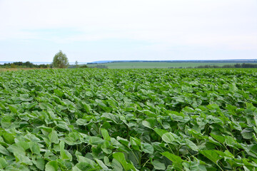 Expansive Green Field of Young sunflower Plants Under a Cloudy Sky copy space