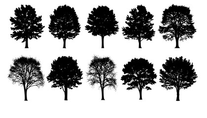 various deciduous trees silhouettes on the white background. vector set. PNG white background
