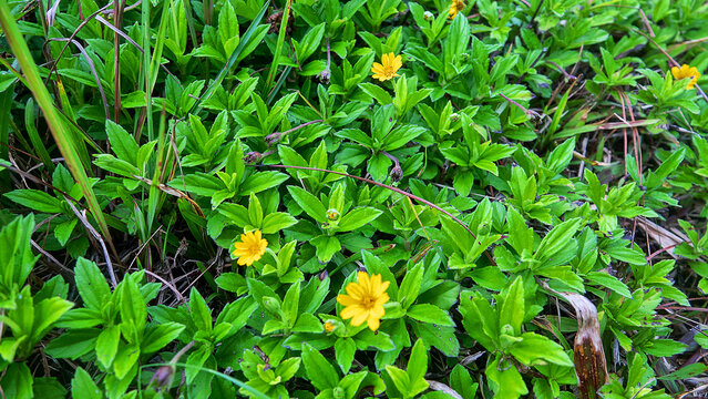 Marigold Singapore daisy, wedelia Sphagneticola trilobata mat-forming perennial herb in the mountain rainforests of Borneo. Ferruary. Invasive species