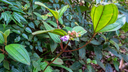 Fototapeta premium Melastoma malabathricum, known also as Malabar melastome in tropical moist montane forests of Borneo, Flowers and fruits medicinal plant