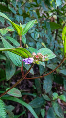 Obraz premium Melastoma malabathricum, known also as Malabar melastome in tropical moist montane forests of Borneo, Flowers and fruits medicinal plant