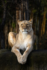 Fototapeta premium Lioness (Panthera leo) Portrait – Female African Lion