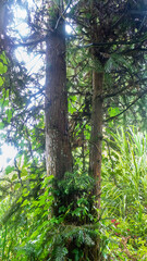 Obraz premium Probably Chinese fir Cunninghamia lanceolata.of cypress family, Cupressaceae. Mountain cloudy forest, hylea in Malaysia, Borneo, Gunung Kinabalu, monsoon season.