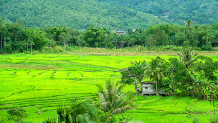 Fototapeta premium A Malaysian village in a valley among tropical forests, rural community, old rural construction and design - Malay small farm poor peasant hut