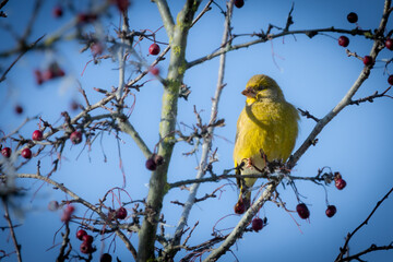 Obraz premium European Greenfinch (Chloris chloris) among branches – native songbird in natural setting