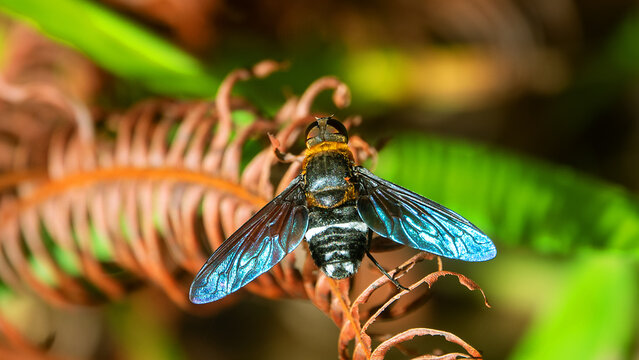 flower fly (Syrphidae) from the island of Borneo, tropical rain forest. January