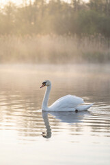 Obraz premium Serene Swan Swimming Gracefully on Calm Lake Water