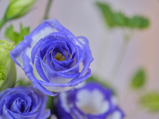 色鮮やかなトルコギキョウ