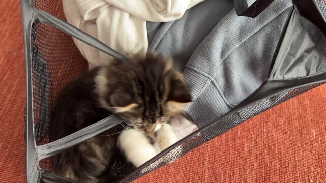 Gatito beb&eacute; de pelo largo jugando dentro del cesto de la ropa