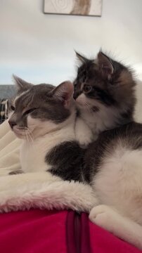Tierno momento de gatito beb&eacute; de pelo largo sobre su mam&aacute;