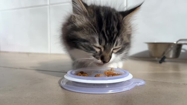 Primer plano de gatito beb&eacute; de pelo largo comiendo