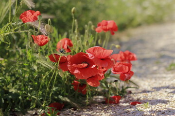 Obraz premium Beautiful red poppy flowers blooming in green meadow on sunny day. Summer wildflower field full of vibrant red, white, and purple blossoms — symbol of peace and remembrance.