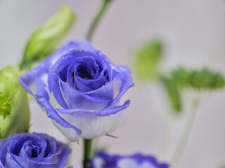 色鮮やかなトルコギキョウ