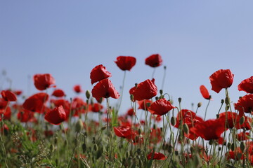 Beautiful red poppy flowers blooming in green meadow on sunny day. Summer wildflower field full of vibrant red, white, and purple blossoms &mdash; symbol of peace and remembrance.