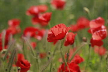 Fototapeta premium Beautiful red poppy flowers blooming in green meadow on sunny day. Summer wildflower field full of vibrant red, white, and purple blossoms — symbol of peace and remembrance.