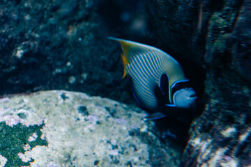 Fototapeta premium Leipzig German - 3 nov 2025 Aquarium of zoo Leipzig.