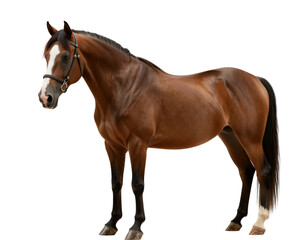 Obraz premium Majestic Brown Horse Standing Gracefully