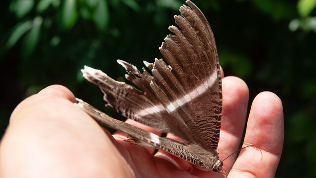 It's like a real butterfly with bird wings, bird feathers. But not birdwing butterfly, bird's-wing (Ornithoptera). Borneo Island, tropical rain forest. January